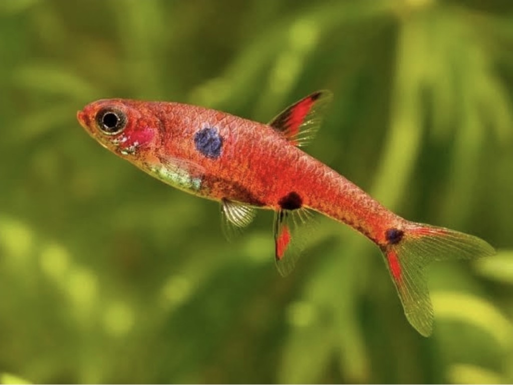 Rasbora strawberry
