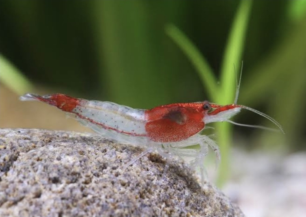 Neocaridina Red Rilli