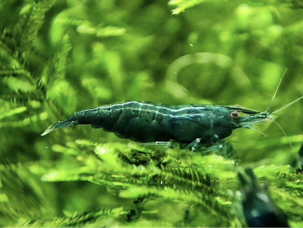 Neocaridina Green Jade