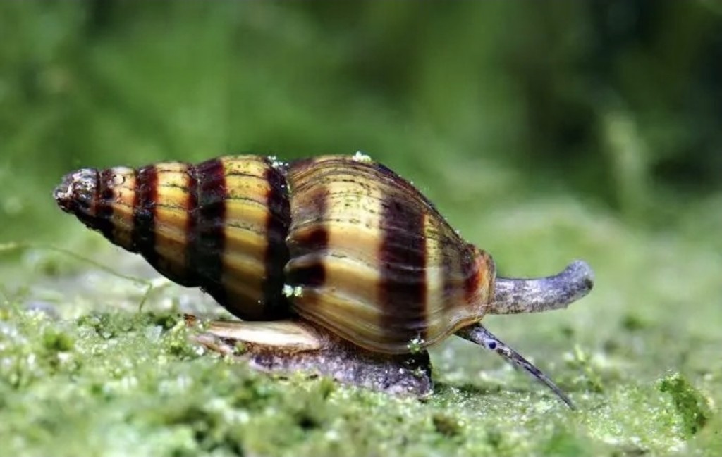 Caracol Helena (caracol asesino)