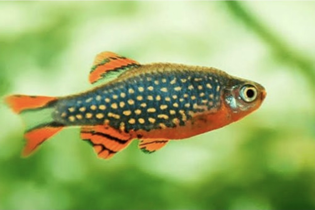 Rasbora Galaxy