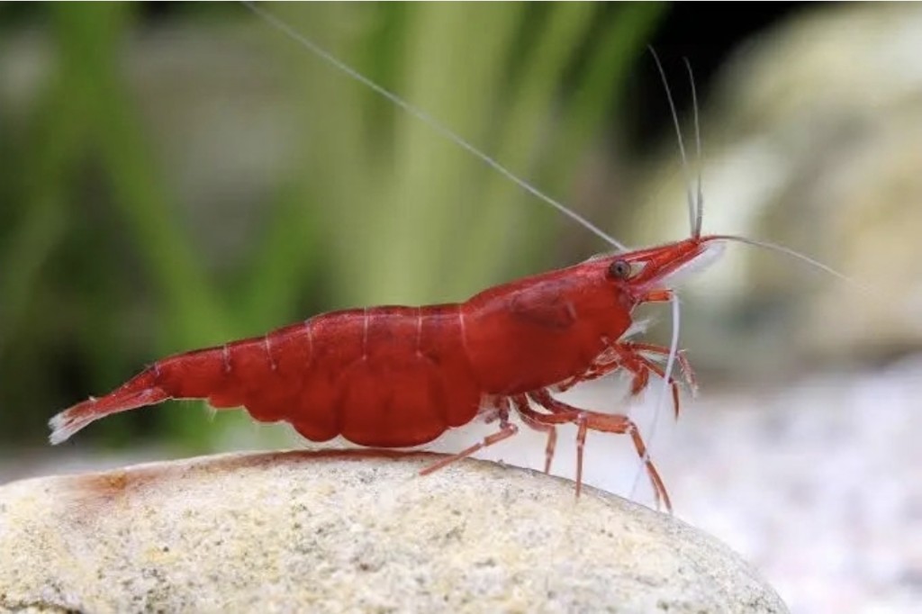 Neocaridina Red fire