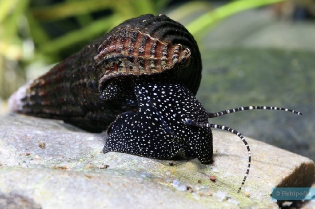 Caracol Conejo negro moteado