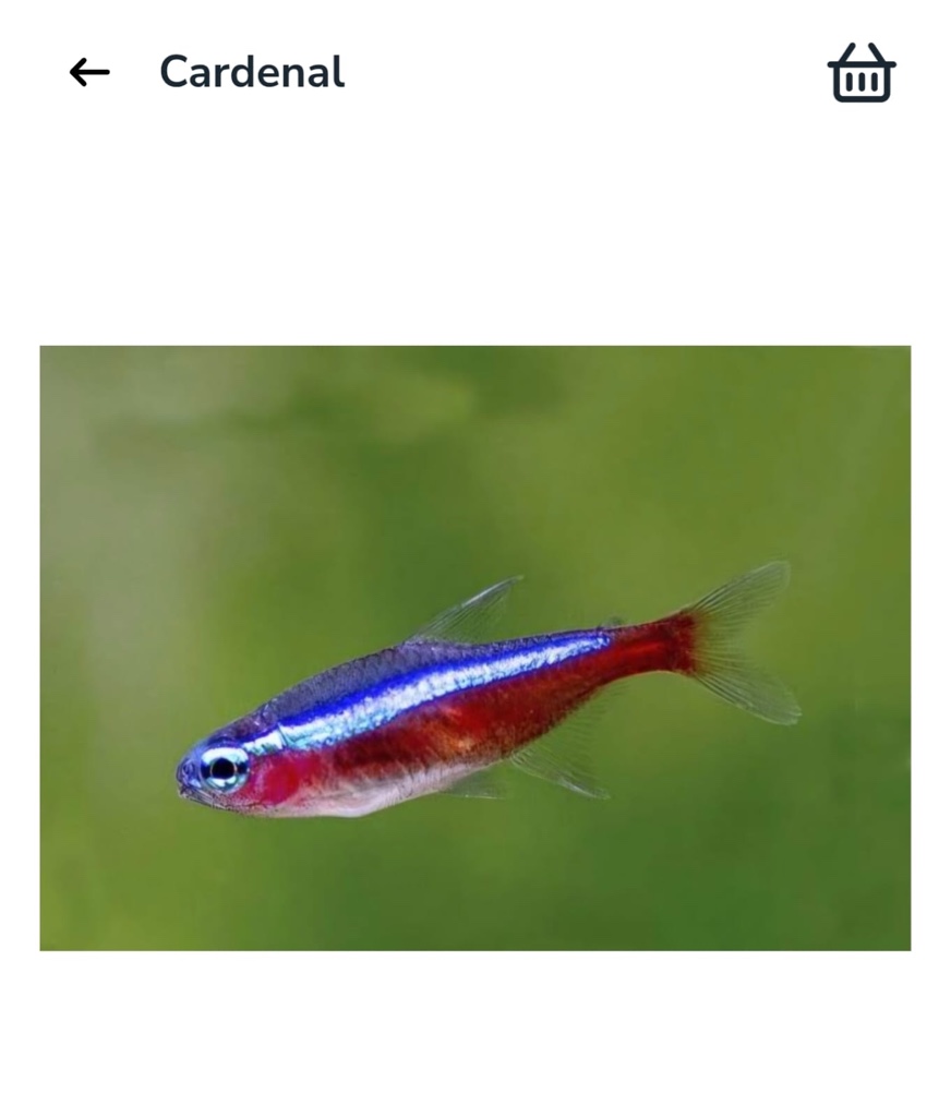 Tetra Cardenal