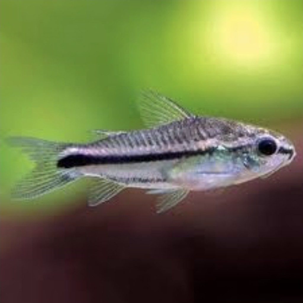 Corydora Pygmea