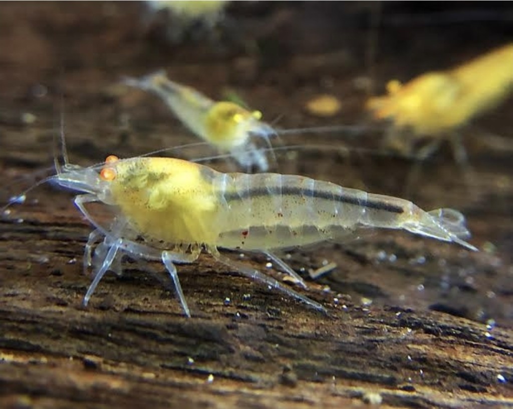 Neocaridina Yellow OE