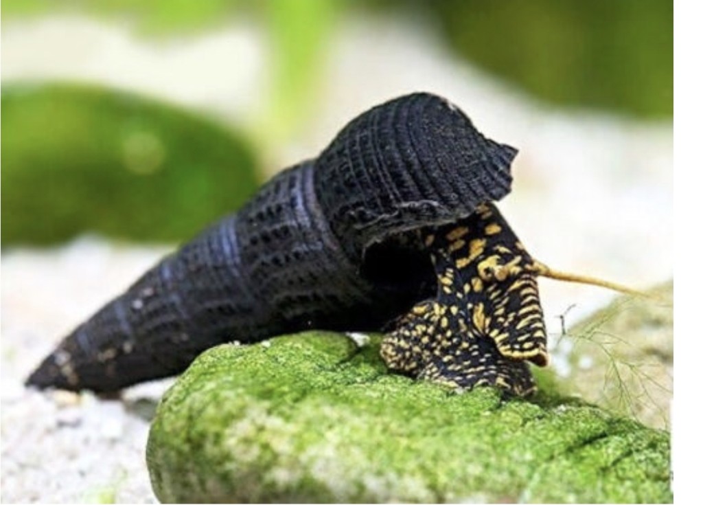 Caracol Yellow Black