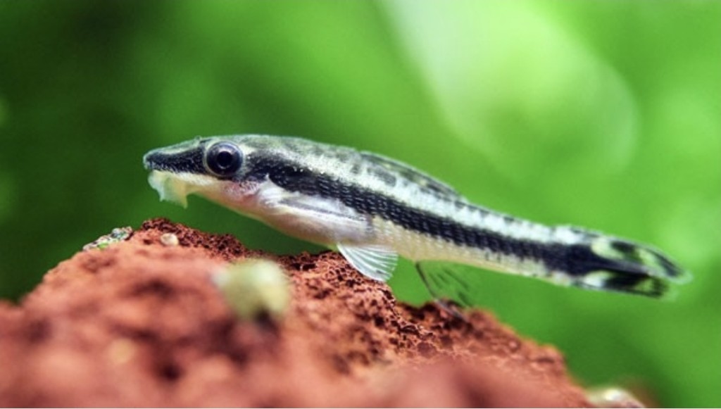 Otocinclus rayado