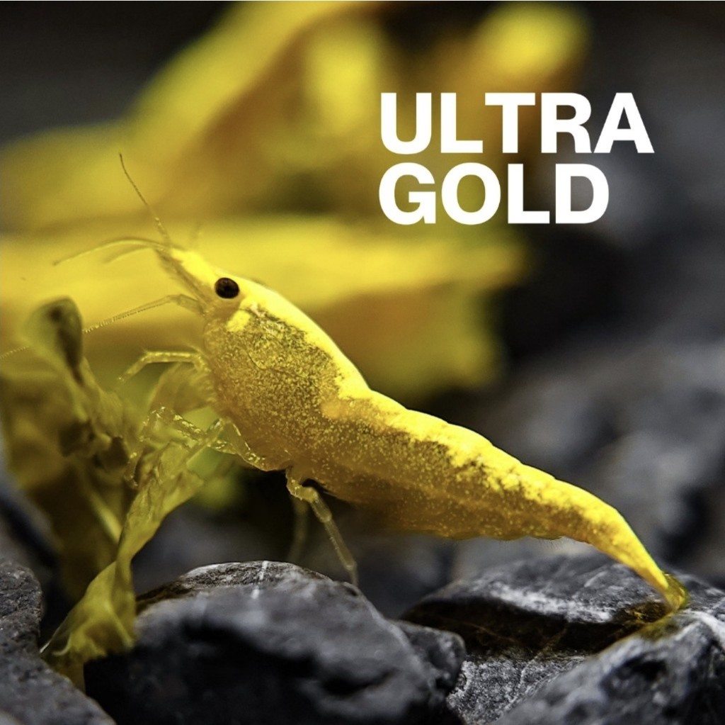 Ultra Gold Neocaridina