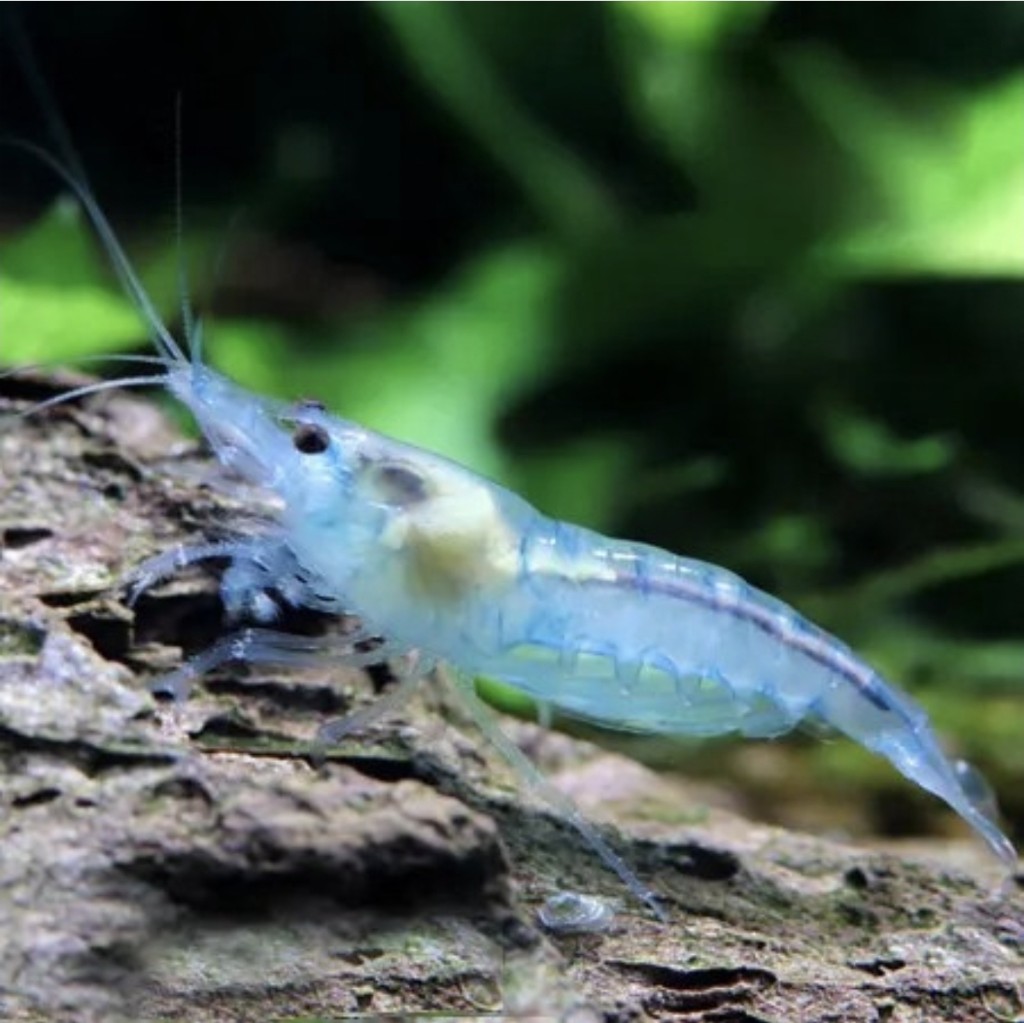 Neocaridina Blue Jelli