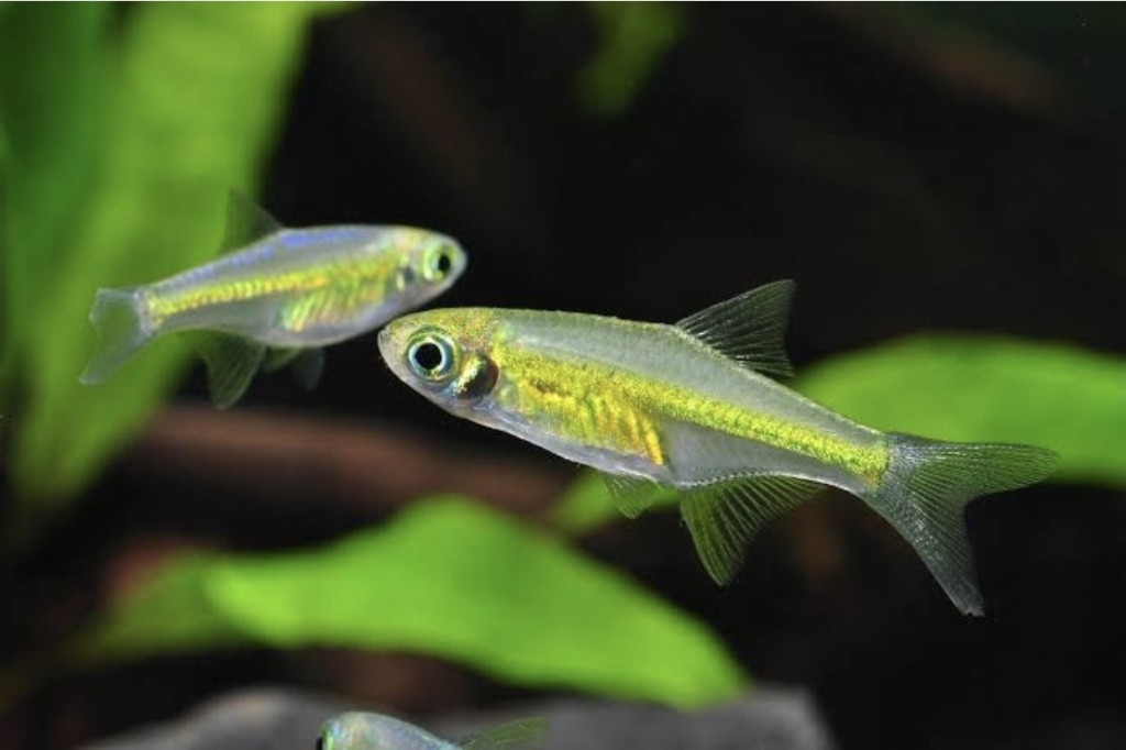 Rasbora Kubotai