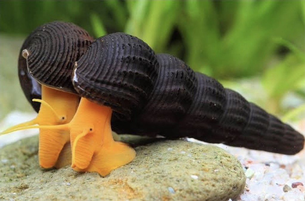 Caracol conejo negro naranja