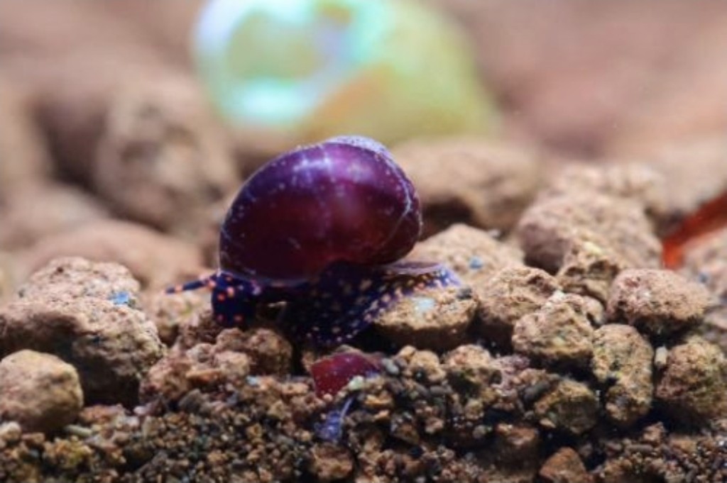 Caracol Blueberry