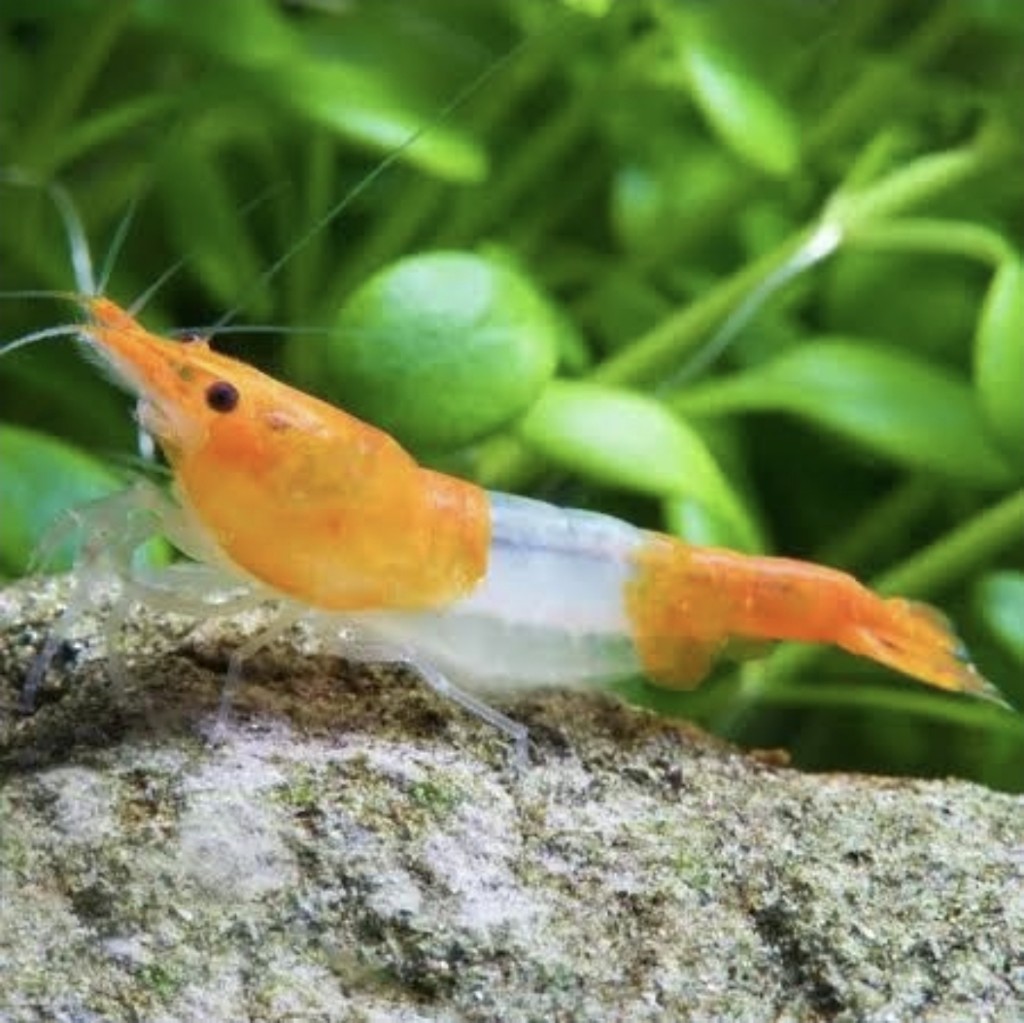 Neocaridina Orange Rilli