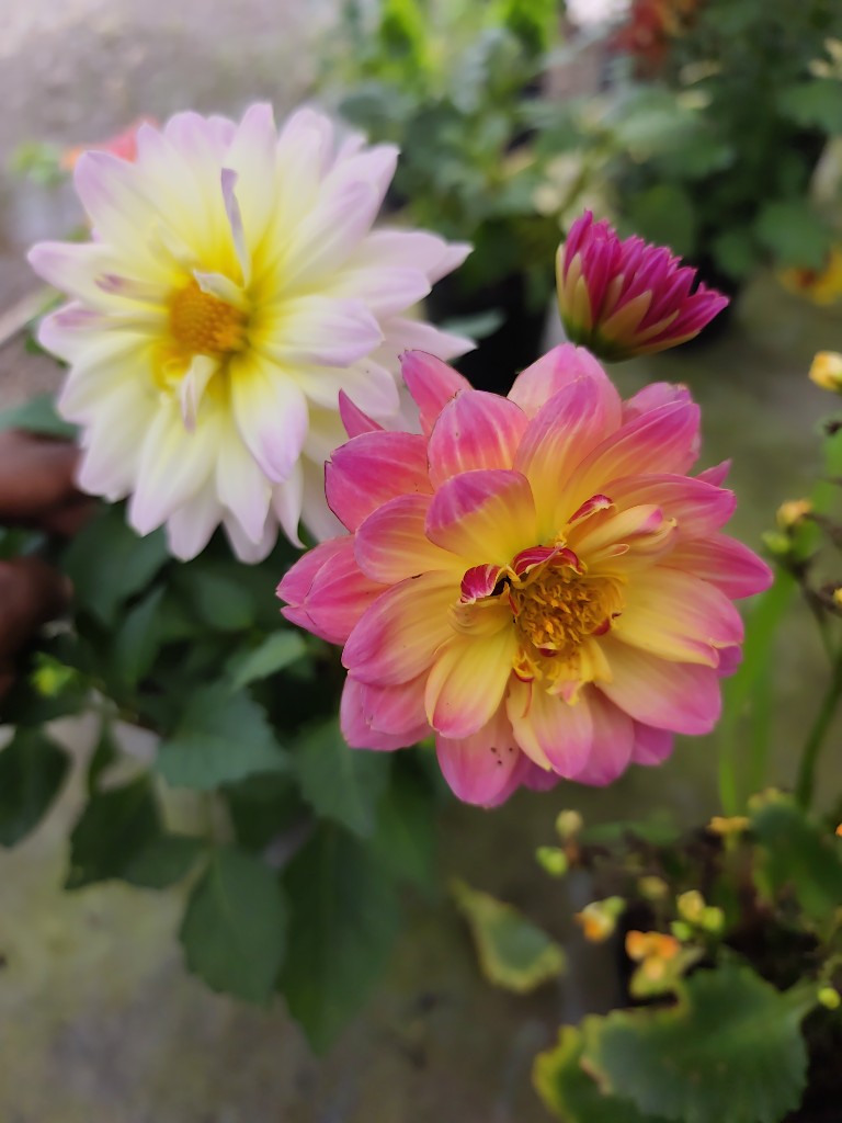 Dalias
