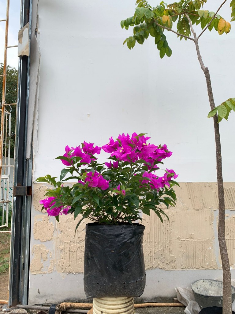 Veranera
