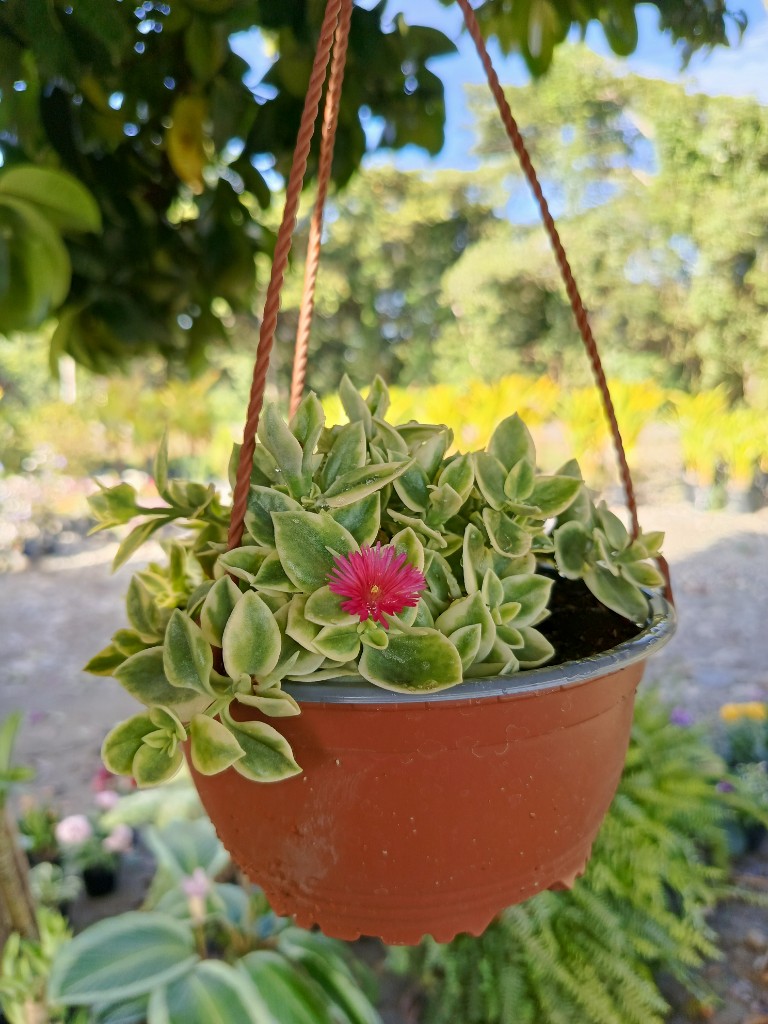 Suculenta canasta
