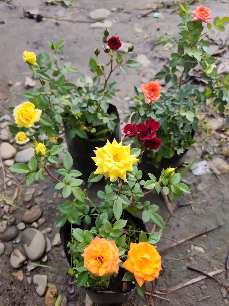 Mini rosas