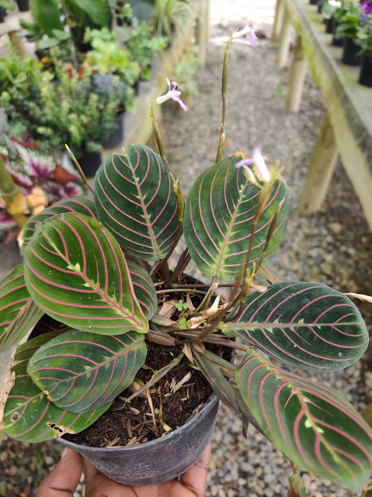 Calathea rastrera pote