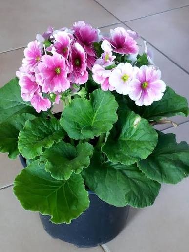 Primavera