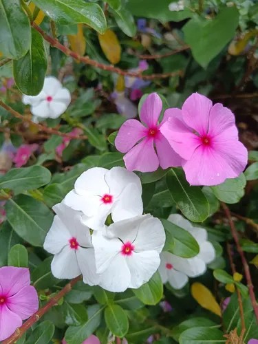 Vincas