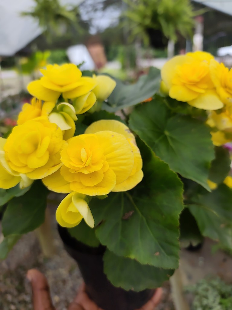 Begonia elatior