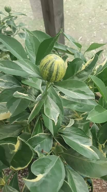 Valencia variegada