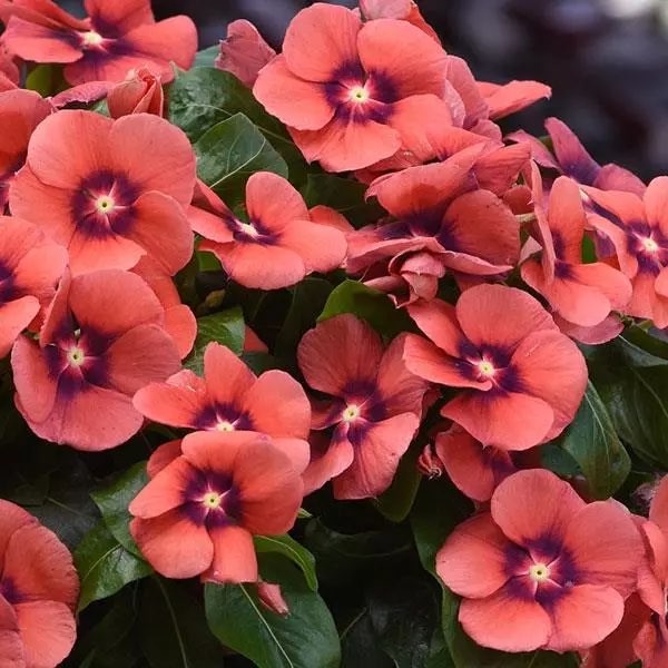 Vinca tattu