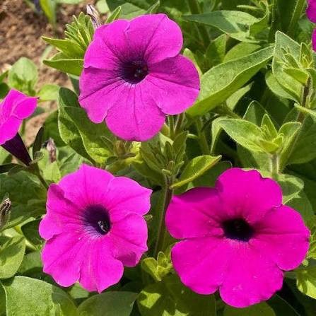 Petunias