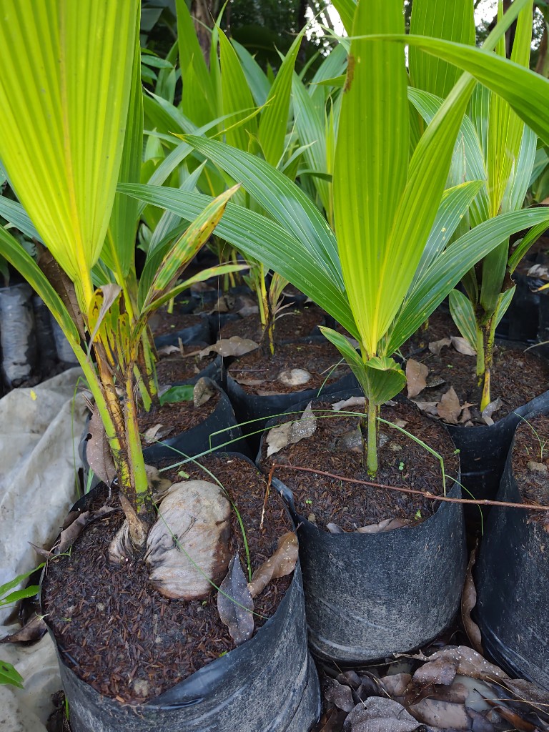 Coco verde