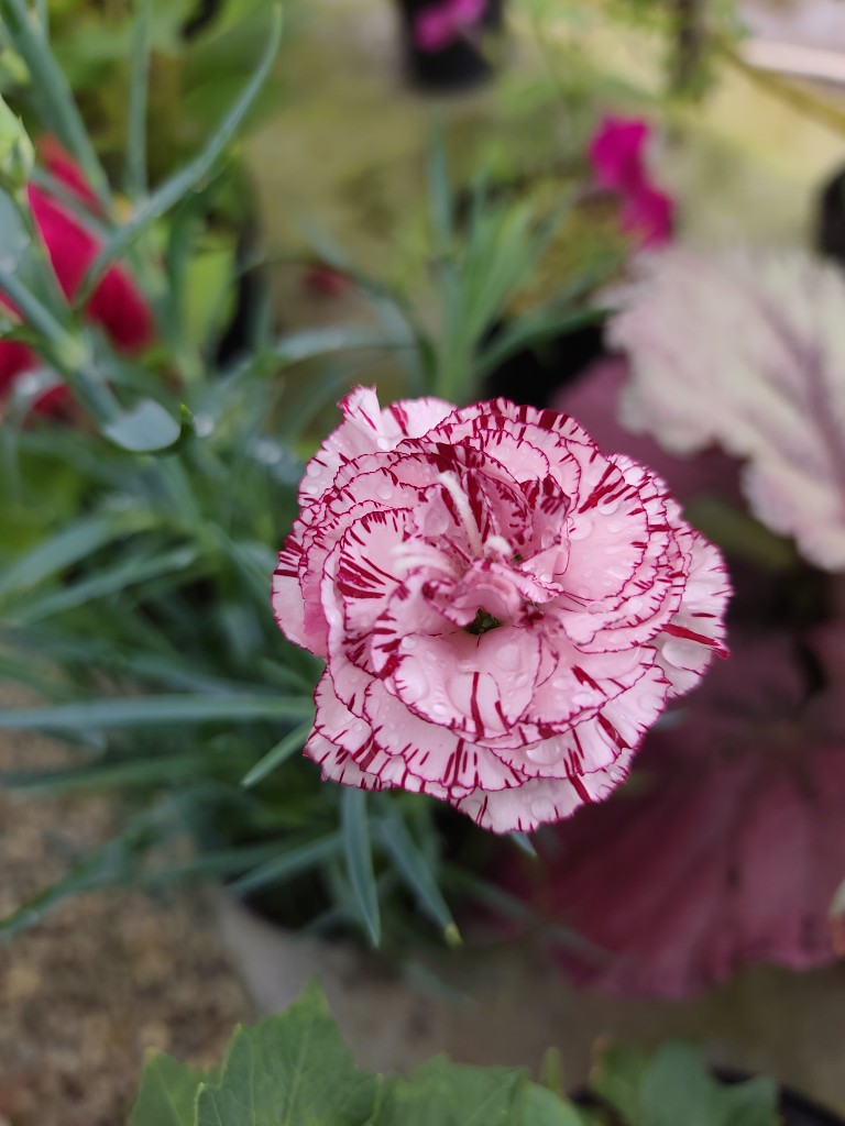 Clavel