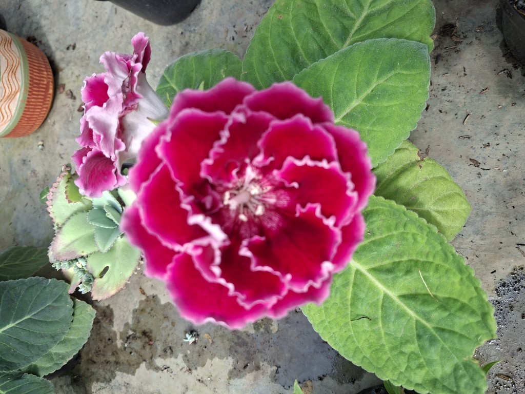 Gloxinia