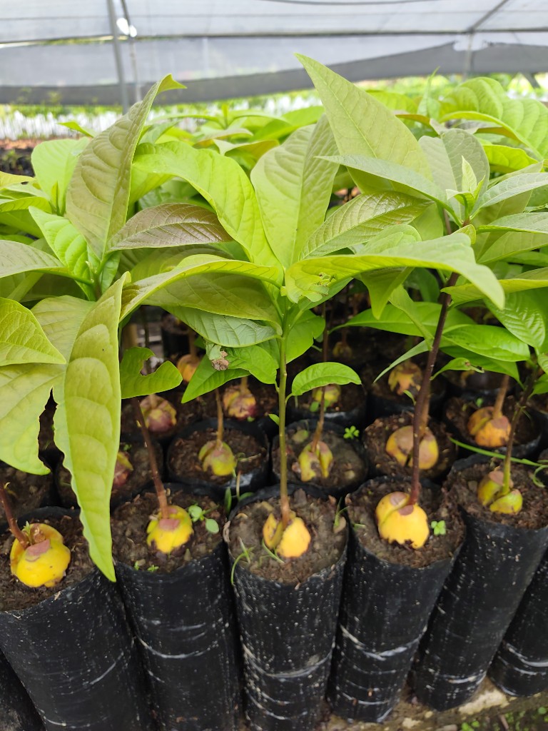 Aguacate Común