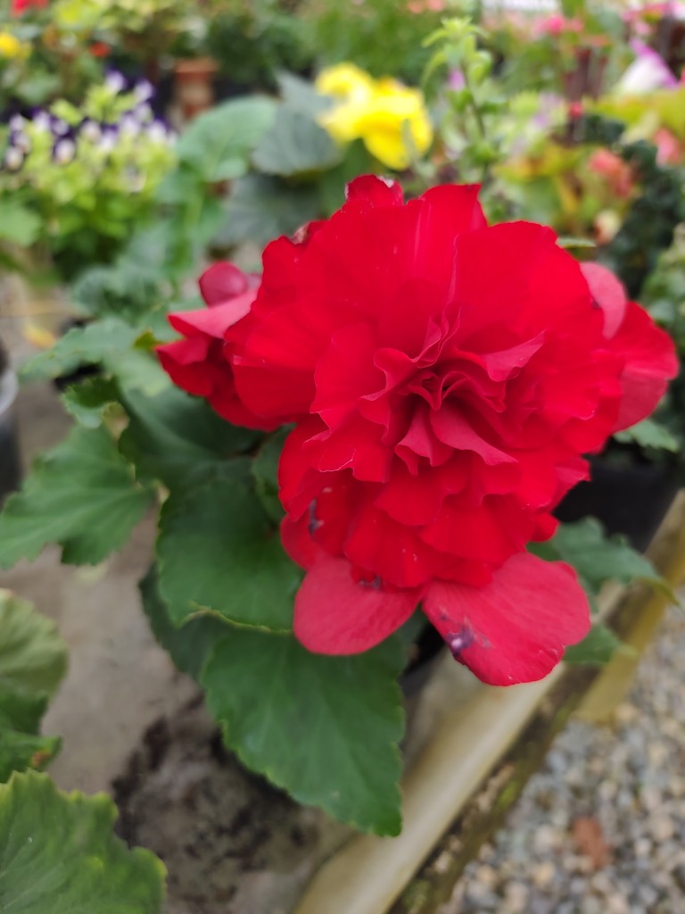 Begonia flor pote