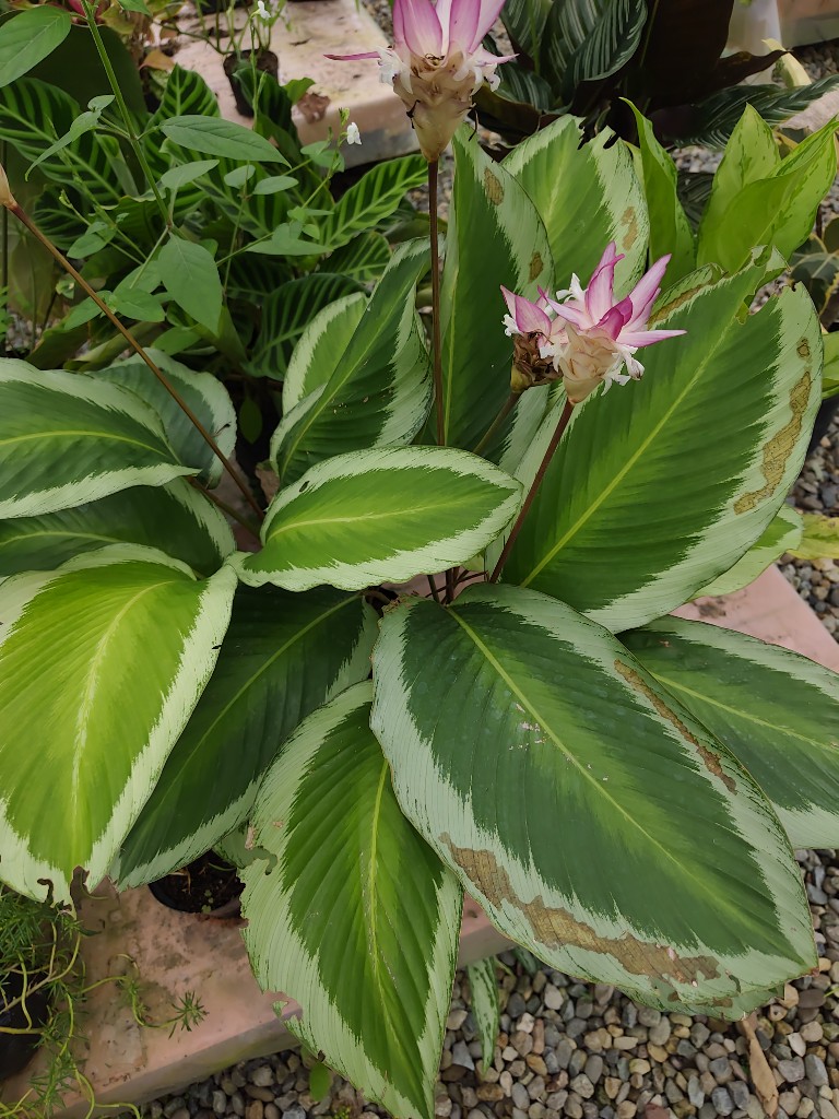 Calathea