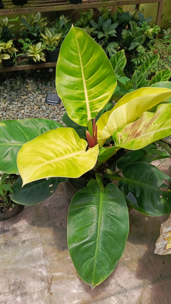 Congo lima
