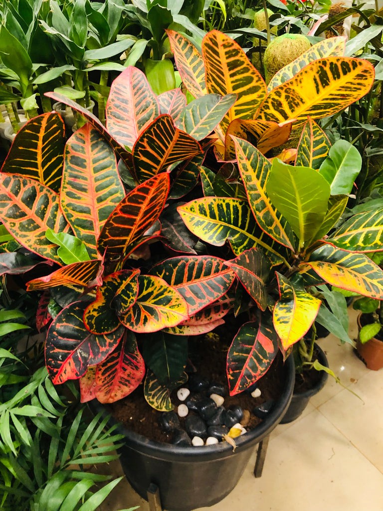 Croton
