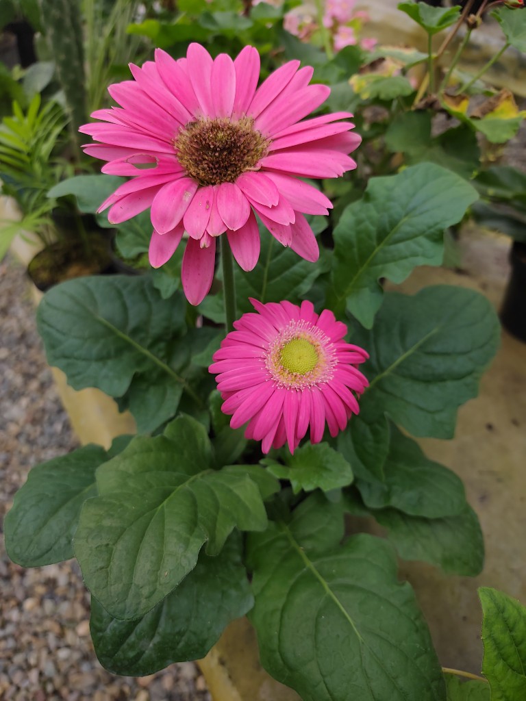 Gerberas