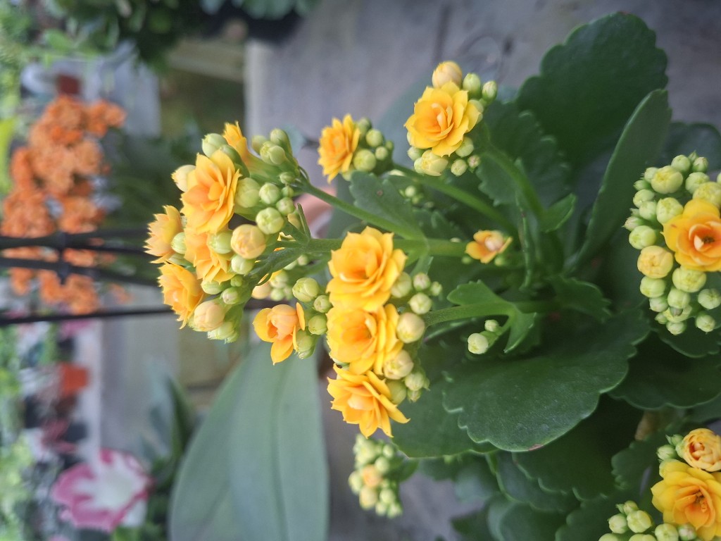 Kalanchoes