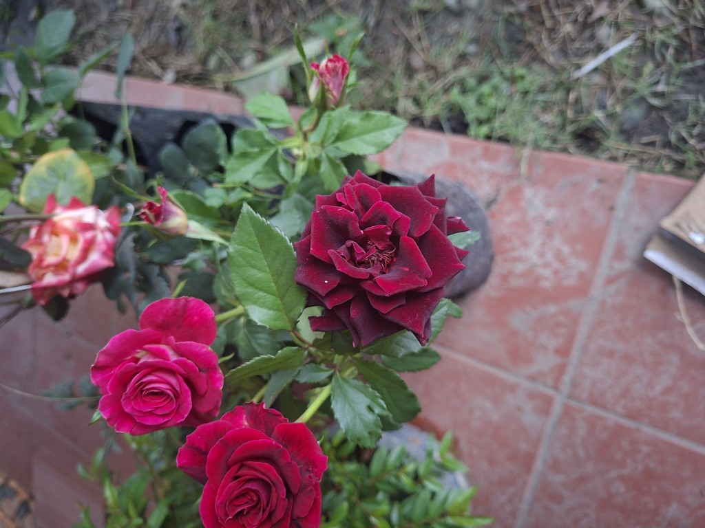 Rosas