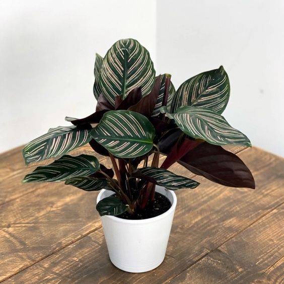 Calathea ornata