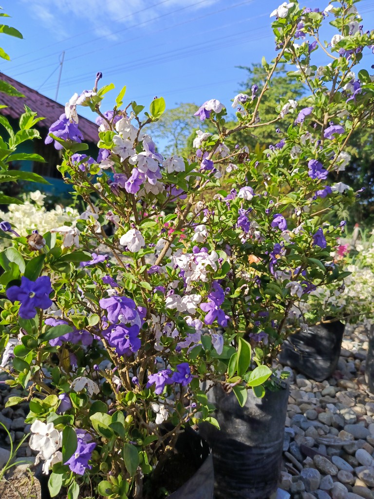 Jasmin lavanda