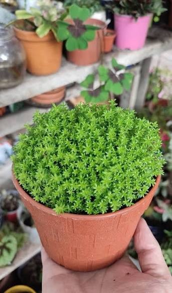 Sedum verde