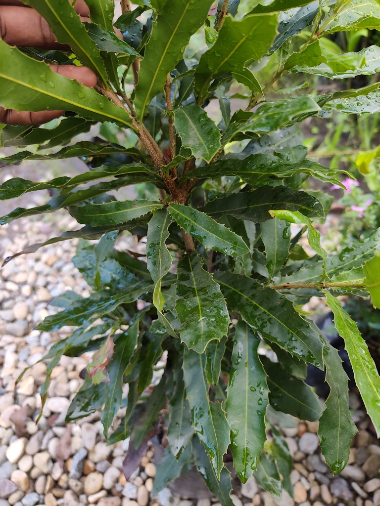 Macadamia
