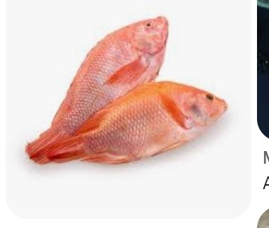TILAPIA