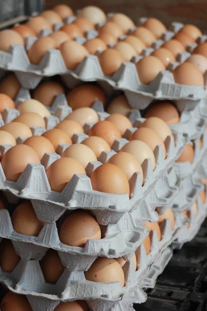 Huevos