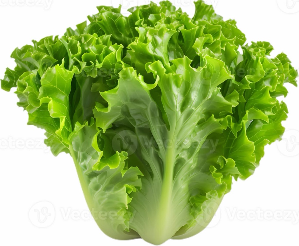 Lechuga