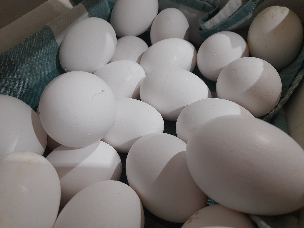 Maple de huevos x30