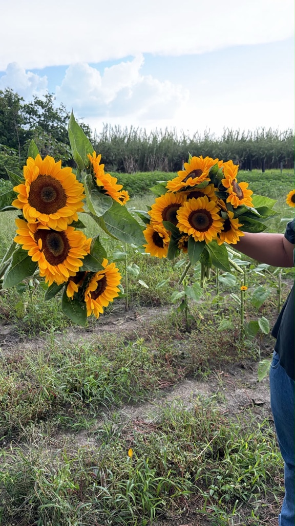 Girasol
