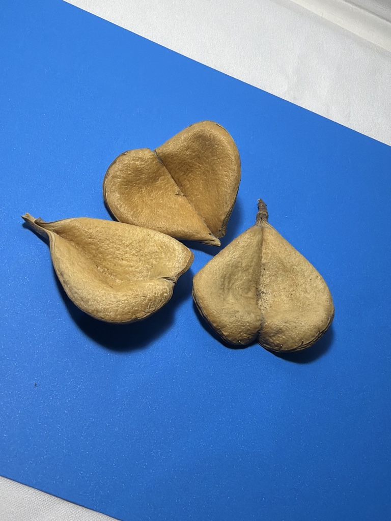 Fava Coração de Oxum